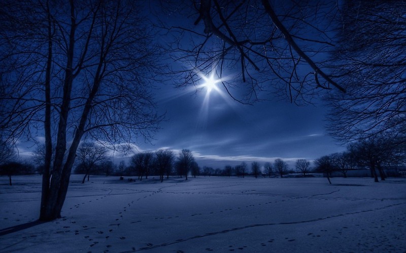 landscapes-nature-winter-snow-trees-night-white-moonlight-footprint-background-193858